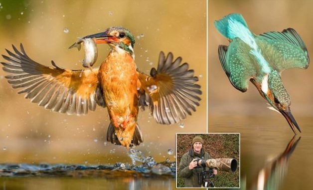 PIC BY GARY JONES/MERCURY PRESS (PICTURED:  THE KINGFISHER CLOSES ITS WINGS AS IT APPROACHES THE WATER TAKEN AT A LAKE IN DUMFRIES AND GALLOWAY IN SOUTH WEST SCOTLAND) A shopping centre manager who spent four years and clocked up 10,000 miles trying to capture his dream kingfisher picture finally nailed the perfect snap ñ with almost his 50,000th effort. Bird fan Gary Jones embarked on dozens of 400-mile round trips from Merseyside to Scotland trying to catch a kingfisher at the precise moment its beak hit the water. And the dad-of-one was rewarded last month when he landed this flawless photograph as the bird dived into a lake in search of fish. With its wings spread out, the kingfisher's beak hadn't even caused a ripple in the water before dad-of-one Gary managed to capture the winning shot.SEE MERCURY COPY