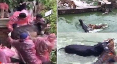 tiger_attack_001.w245