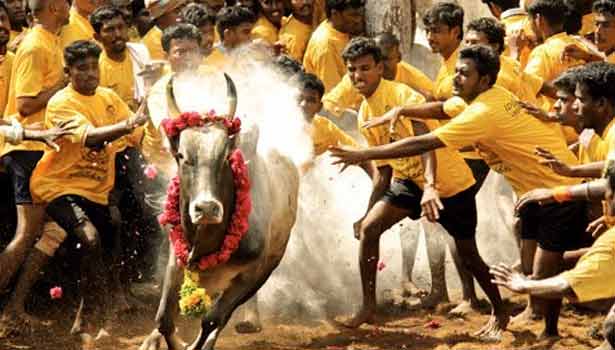 201707141751176238_Jallikattu-Movie-Preview-on-floor-of-UN_SECVPF