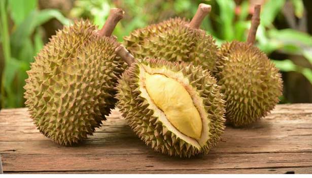 201707190838323180_durian-fruit-that-increases-immunity_SECVPF