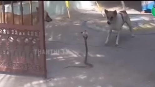 625.0.560.350.160.300.053.800.668.160.90 (1)