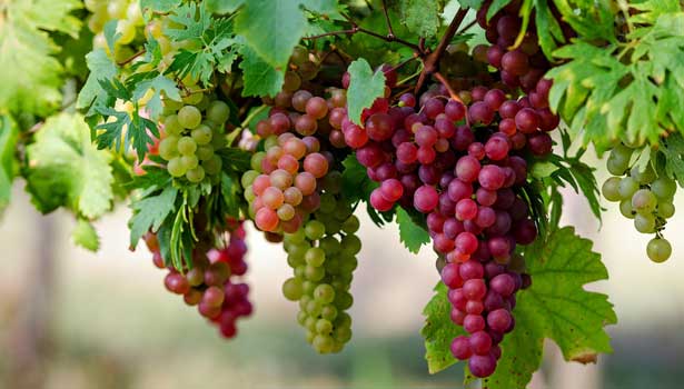 201708050836004426_grapes-fruits-health-benefits_SECVPF