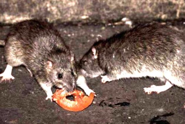 625.500.560.350.160.300.053.800.748.160.70