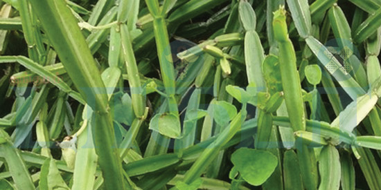 எலும்புகளுக்கு பலமளிக்கும் பிரண்டை!!(மருத்துவம்)