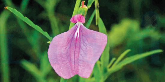 ஆண்மையை அதிகரிக்கும் ஓரிதழ் தாமரை! (மருத்துவம்)