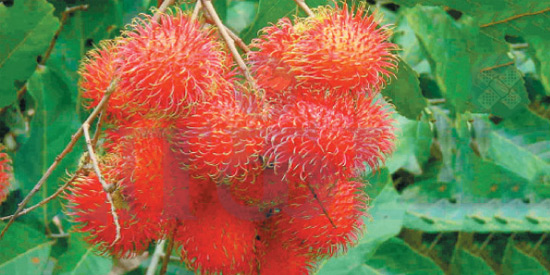 ரம்பூட்டான் ரகசியம்! (மருத்துவம்)