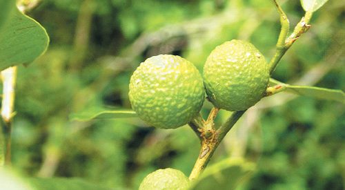 காட்டு எலுமிச்சை!!(மருத்துவம்)