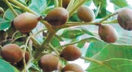 செரிமானத்தை தூண்டும் தான்றிக்காய்!! (மருத்துவம்)