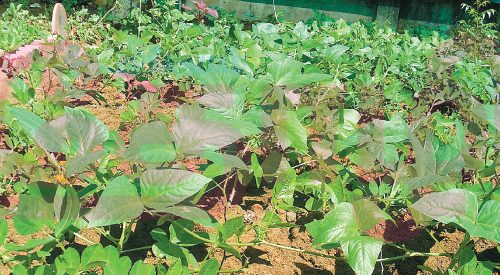 மல்டி விட்டமின் நிறைந்த தவசிக்கீரை!!  (மருத்துவம்)