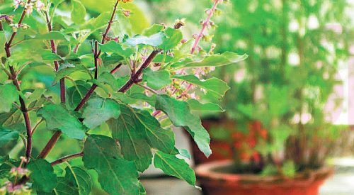 பூச்சிகளை மாயமாக்கும் பெருங்காயம்!! (மருத்துவம்)