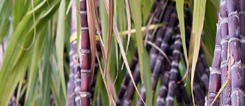 தீப்புண்களை ஆற்றும் கரும்பு!!  (மருத்துவம்)