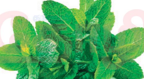 நோய் எதிர்ப்பு சக்தியை தூண்டும் புதினா!!  (மருத்துவம்)