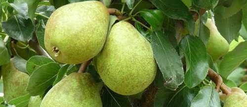 நாட்டு ஆப்பிள் பேரிக்காய்!! (மருத்துவம்)