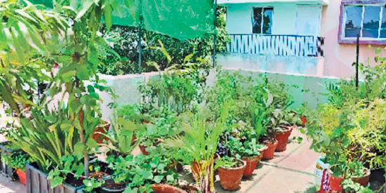 பால்கனியிலும் கீரை வளர்க்கலாம்! (மருத்துவம்)