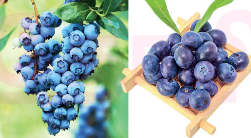 ஆயுள் வளர்க்கும் ப்ளூபெர்ரி!(மருத்துவம்)