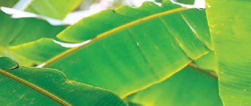 இதனால்தான் வாழை இலைக்கு இத்தனை மவுசு!! (மருத்துவம்)