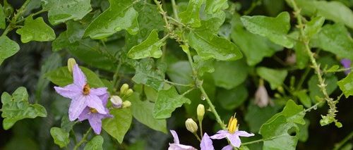 இப்போதைக்கு தூதுவளைதான் தேவை!(மருத்துவம்)