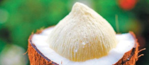 தேங்காய்ப் பூவிலும் சத்துக்கள் உண்டு!! (மருத்துவம்)