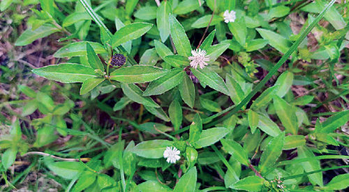 ரத்தத்தை சுத்திகரிக்கும் கரிசலாங்கண்ணி!(மருத்துவம்)