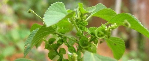 அர்த்தமுள்ள பெயர்தான்!!   (மருத்துவம்)