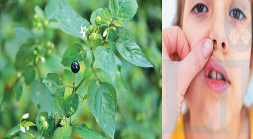 வாய்ப்புண்களைப் போக்கும் மணத்தக்காளி கீரை!! (மருத்துவம்)