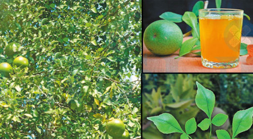 முப்பிணி தீர்க்கும் மூலிகை!(மருத்துவம்)